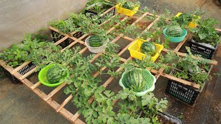 Basket Watermelon  Grow watermelon at home with this amazing method [upl. by Aeki]