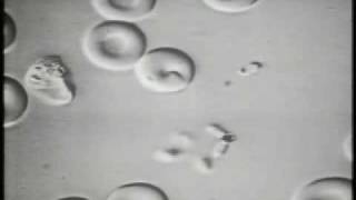 The Invasion of Erythrocytes by Malaria Merozoites [upl. by Amery]