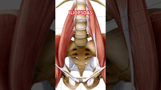 ILIOPSOAS MUSCLE Yogveda Yoga [upl. by Vasiliki]