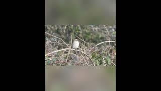 Daurian Shrike Bempton RSPB 6th October 2024 [upl. by Ahsikyt218]