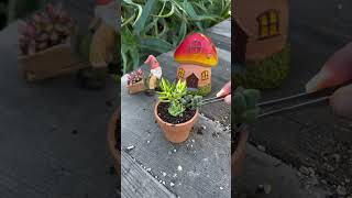 Planting Mini Succulents [upl. by Nananne]