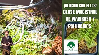 Cómo hacer PALUDARIOS y WABIKUSA clase magistral y tutorial de iniciación  Little tree design [upl. by Addiel389]