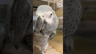 Tal just having a nice conversation with me parrot rescue TheWilsonParrotFoundation [upl. by Arriek]