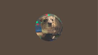 Squiggy the Hyraxs HyraxTube is live [upl. by Muraida489]