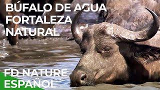 Fortaleza Natural El Búfalo de Agua  Free Documentary Nature  Español [upl. by Edaj189]