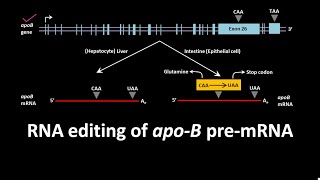 RNA editing of apoB pre mRNA [upl. by Aiynot492]