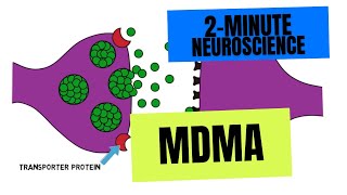 2Minute Neuroscience MDMA [upl. by Enilec]