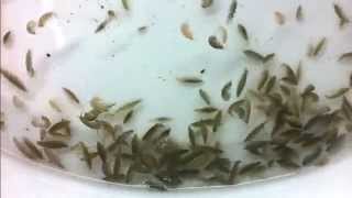 GammarusAlimento vivo para peces Live fish food [upl. by Gaudette]