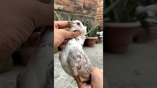 Pet house mai dher sare pets ki entry hone wali hai kabootar pet animals vlog minivlog birds [upl. by Anet72]