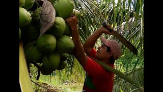 Hechos del Agro  Cultivo de coco enano [upl. by Winthrop450]