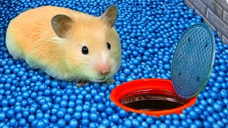 7 HAMSTER AMAZING MAZE IN REAL LIFE 🐹 Hamsters Show [upl. by Navad]