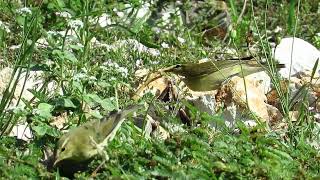 Brezov Žviždak  Philloscopus trochilus  Willow Warbler  Birds of Croatia [upl. by Adele714]