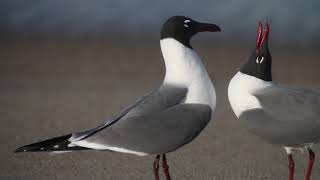 Laughing Gull Courtship [upl. by Kendyl]