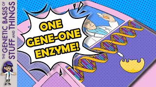 Explaining the GENEius discovery of the “one gene  one enzyme” hypothesis [upl. by Tibbetts]