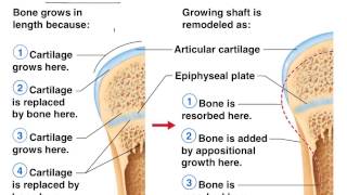 Bone formation healing remodeling [upl. by Vigor]