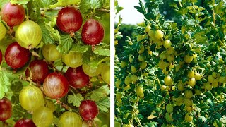 How to Grow Gooseberries Easy Fruit Planting Guide [upl. by Oberheim]