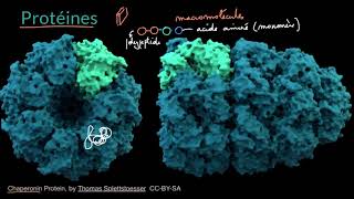 Introduction aux protéines et acides aminés [upl. by Ringe]