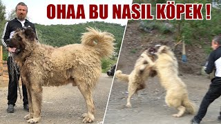 OHAA BU NASIL KÖPEK  DEV KARADENİZ DAĞ ÇOBAN KÖPEĞİ  YOK BÖYLE BİR KÖPEK  kangalsamsun KANGAL [upl. by Tove]