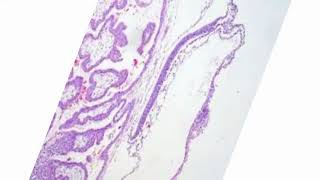 Difference Between Home Range and Territory in Mammals  Mesoderm and Mesenchyme  Myotome and Derma [upl. by Emmy]