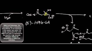 Biochemistry  Valine Deamination amp Oxidation [upl. by Redd]