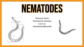 Nematodes TISSUE parasites [upl. by Quar]