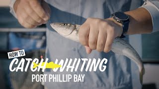 How to catch whiting in Port Phillip Bay [upl. by Yentyrb]