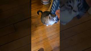 Is this the fattest cat ever [upl. by Harmonie]