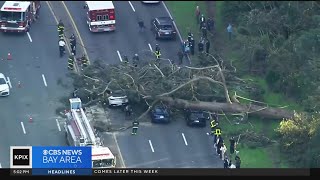 Tree falling in SF Golden Gate Park shows vulnerability of aging eucalpytus [upl. by Patti]