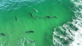 Bottlenose dolphins in Plettenberg Bay [upl. by Sidnak686]