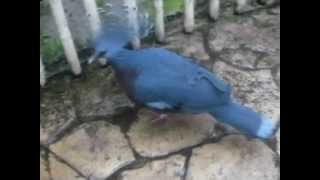 Victoria Crowned Pigeon with booming call [upl. by Cahilly]