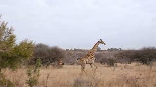 Giraffe The Tallest Animal on Earth [upl. by Eronel840]