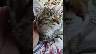 🐾 🐈‍⬛ kočka domácí cat relax pohoda meditation кот odpočinek lovely chill [upl. by Oninotna]