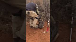 Live market work about to begin trapping coyote trapper [upl. by Arrol]