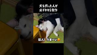 愛犬がやっちゃう罪深き所業 グレートピレニーズ greatpyrenees ゴールデンレトリバー 癒し 犬のいる生活 パーニーズ 愛犬 可愛い 大型犬パピー [upl. by Amsab11]