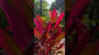 Colourful garden plant❤️Cordyline beautifulflowers [upl. by Nylzzaj]