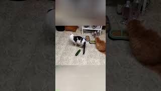 Cute Animals 🐈‍⬛ Cats Being Cats 🥰 FunnyCats Episode 4190 [upl. by Ennayehc]