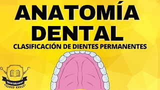 CLASIFICACÍON DE DIENTES PERMANENTES  dentición de adulto [upl. by Arrehs]