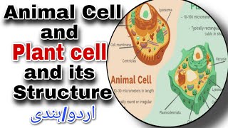 ANIMAL CELL AND PLANT CELL Explain in Urdu  Biology Series  Quick Review [upl. by Anayhd81]