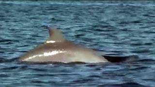 Dolphin Bay in Bocas del Toro Panama [upl. by Ennasor4]