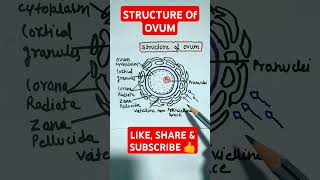 🔥🔥ovum structure of ovum humanreproduction class12 neet biology humanbiology shorts [upl. by Silvio]