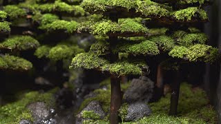 Making a Coniferous Forest [upl. by Joung]