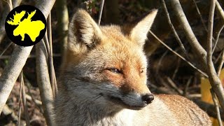 Draussen Folge 2  Fotopirsch auf Wildtiere [upl. by Miarhpe]