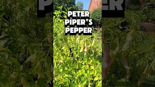 Peter Piper a WHITE Pepper for You 🌶🌶 [upl. by Andeee704]