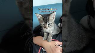 Chickie’s 🐥 dream is to become a dentist 🦷🪥 babykittens cat fosterlove kitten foster funny [upl. by Ttreve]