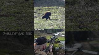 22 Creedmoor vs Black Bear  Who Wins [upl. by Nyl270]