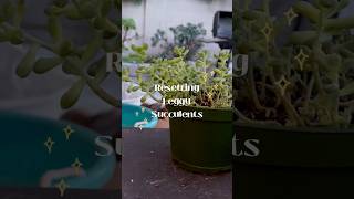 Easy Resetting and Repotting Succulents succulentsforbeginners propagation music garden plants [upl. by Yelyak]