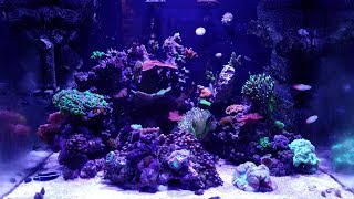 JBJ 45 gallon rimless reef  Relaxing View 07112017 [upl. by Etselec]