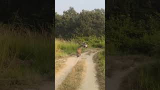 Jim Corbett National park nature wildlife jungle safari dhela zone Digha tiger video [upl. by Orhtej410]