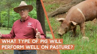 What type of pig performs well on pasture  Joel Salatin [upl. by Eirehc576]