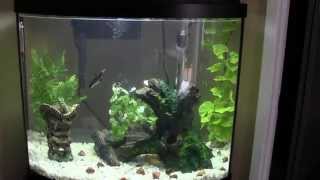 Aqueon 26 gallon bow front aquarium [upl. by Adikram]